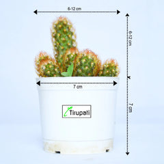 Mammillaria Elongata Copper Queen Plant