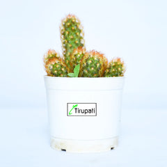 Mammillaria Elongata Copper Queen Plant