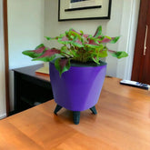 Caladium Red Green Plant