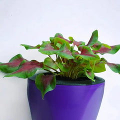 Caladium Red Green Plant