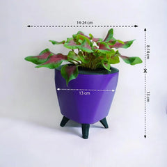 Caladium Red Green Plant