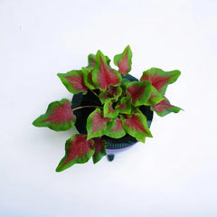 Caladium Red Green Plant