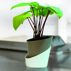 Homalomena Plant