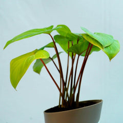 Homalomena Plant