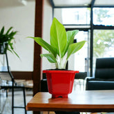 Diffenbachia White Plant