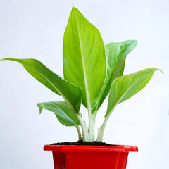 Diffenbachia White Plant