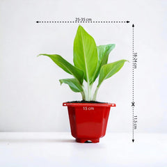 Diffenbachia White Plant