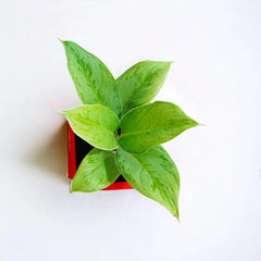 Diffenbachia White Plant