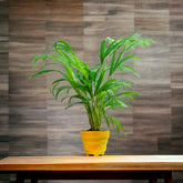 Areca Palm Plant