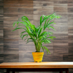 Areca Palm Plant