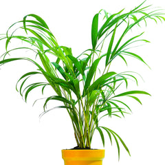 Areca Palm Plant