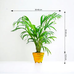 Areca Palm Plant