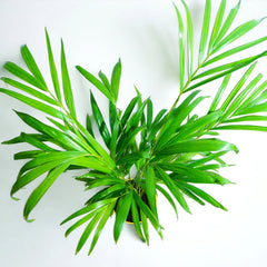 Areca Palm Plant