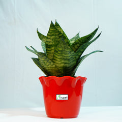 Snake Plant