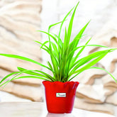 Spider Plant