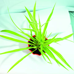 Spider Plant