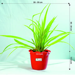 Spider Plant