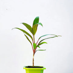 Dracaena Tree