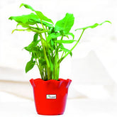 Philodendron Xanadu Green