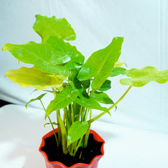 Philodendron Xanadu Green