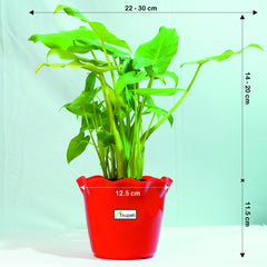 Philodendron Xanadu Green