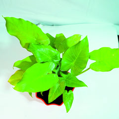 Philodendron Xanadu Green