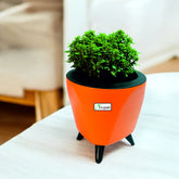 Table Mini Kamini Plant