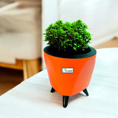 Table Mini Kamini Plant