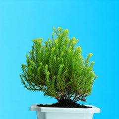 Ball Cypress Plant