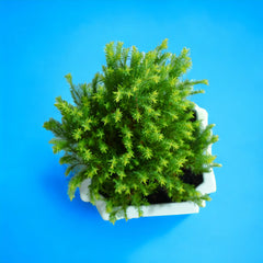 Ball Cypress Plant