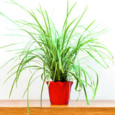 Ribbon Grass Plant