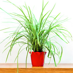 Ribbon Grass Plant