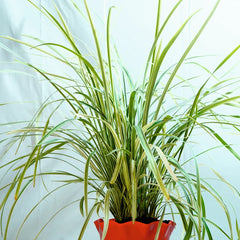 Ribbon Grass Plant
