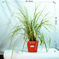 Ribbon Grass Plant