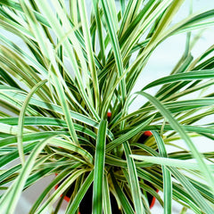 Ribbon Grass Plant