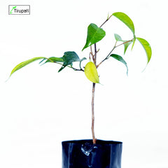 Black Ficus Plant