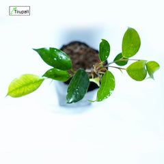 Black Ficus Plant