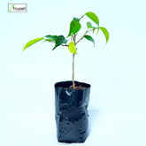 Black Ficus Plant