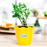 Stevia Plant