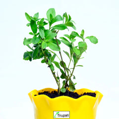 Stevia Plant