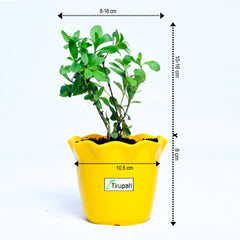 Stevia Plant