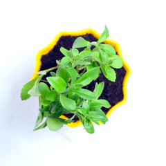 Stevia Plant