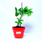 Dambel Tylophora Indica Plant