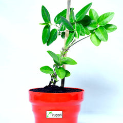 Dambel Tylophora Indica Plant