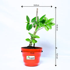 Dambel Tylophora Indica Plant