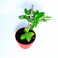 Dambel Tylophora Indica Plant