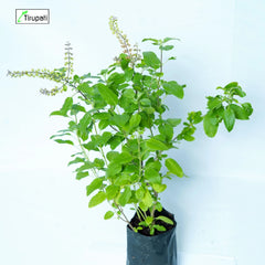 Tulsi Plant