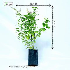 Tulsi Plant