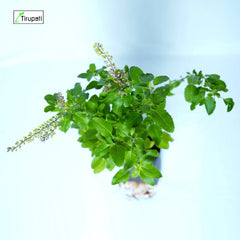 Tulsi Plant
