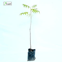 Desi Neem Plant